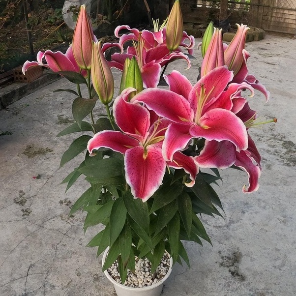 Củ ly kép, ly cao thơm Hà Lan