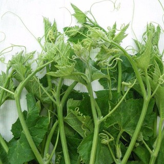 Hạt giống Bí siêu ngọn, bí đỏ ăn đọt, bí siêu đọt An Nhiên gói 20g