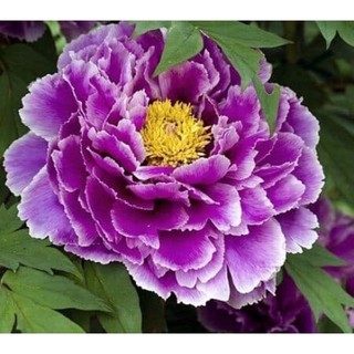 Củ mẫu đơn Trung Quốc hoa đại đoá