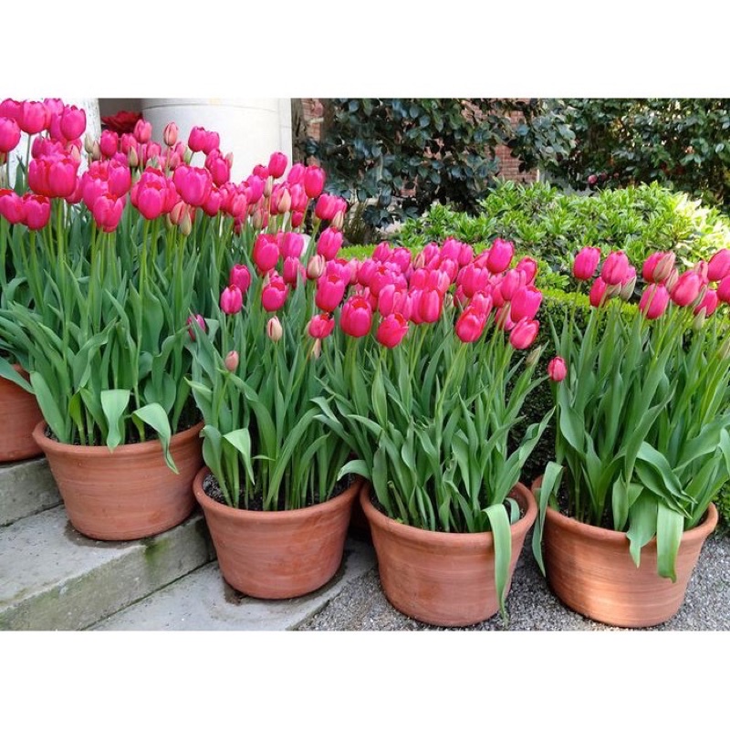 Củ hoa tuylip HOA TẾT tặng 1 củ hoa tiên ông