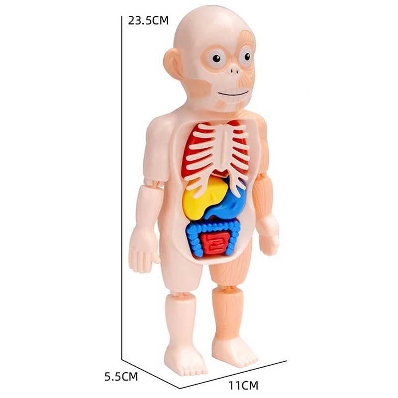 Bộ Đồ Chơi Lắp Ráp Mô Hình Cơ Thể Người 3D Giáo Dục Montessori DIY Cho Bé