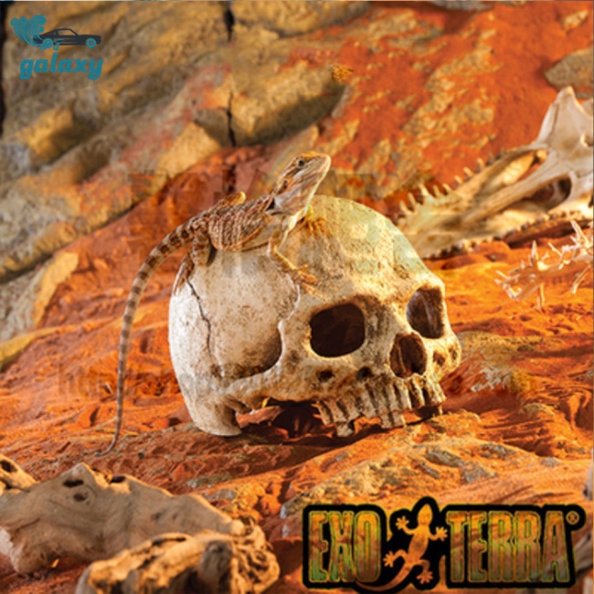 Galaxy Mô Hình Đầu Lâu Người Cho Bể Cá