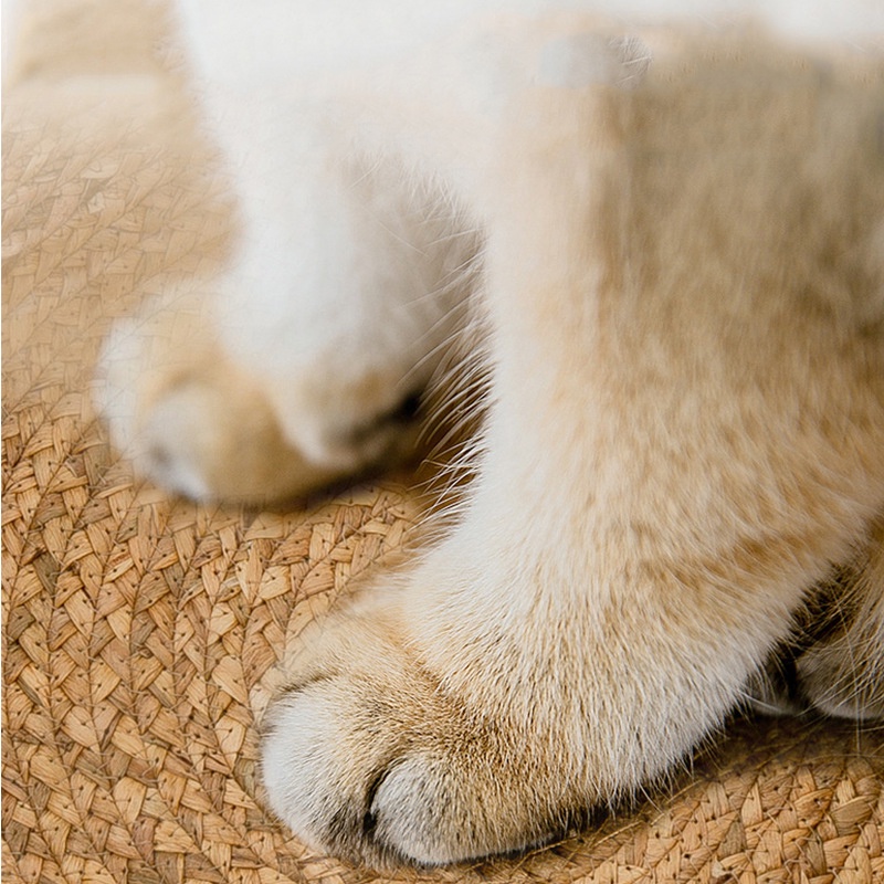 Ổ nằm cho mèo cói mây đan tay Handmade kèm thảm màu gấu nâu cực sịn tích hợp cào móng