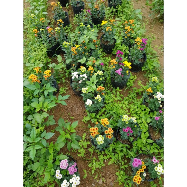 Cúc calimero đủ màu- cây giống lên bầu đảm bảo