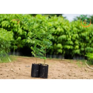 CÂY GIỐNG GIỐNG CẨM LAI rừng. [ GIAO HÀNG NHANH...]