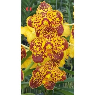 HOA LAN VANDA