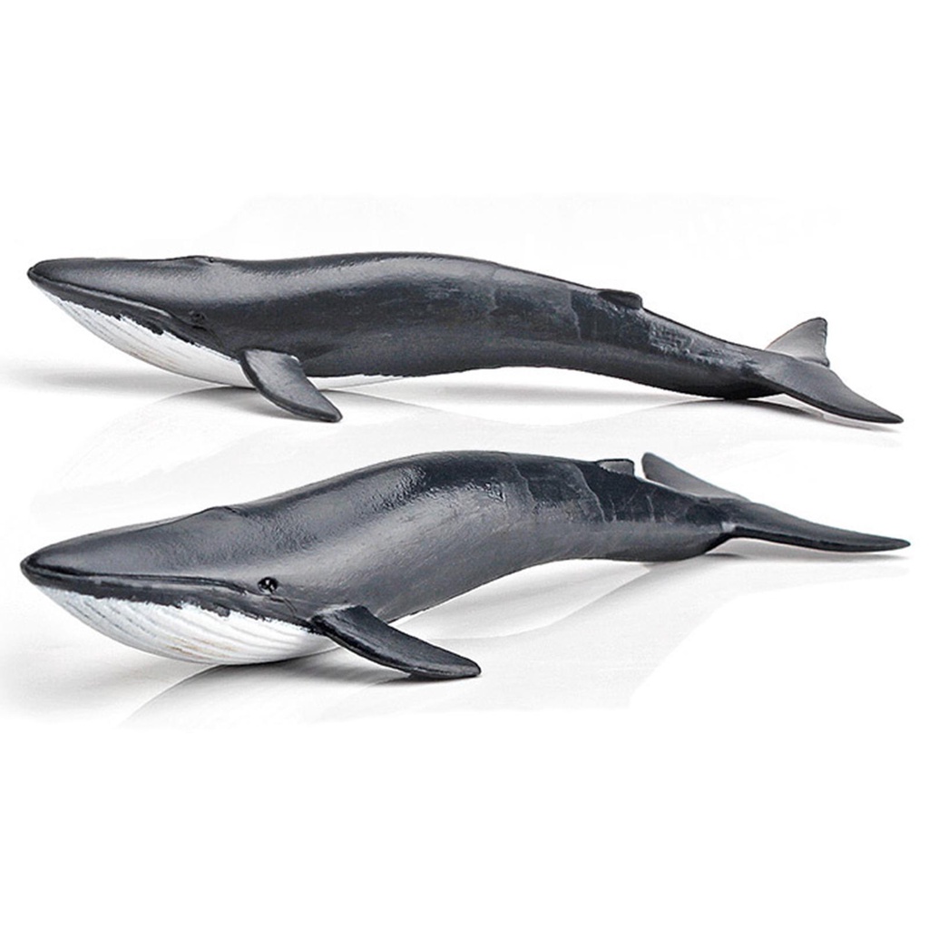 Bộ 12 Mô Hình Cá Mập Sống Động Dành Cho Bé