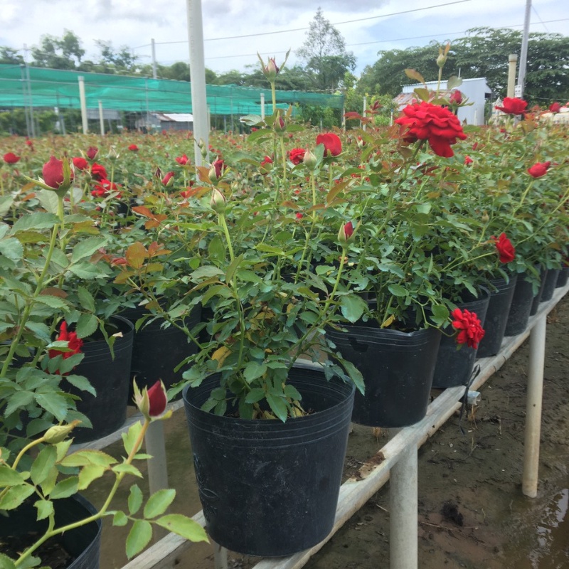 Hoa hồng siêu bông cây trồng bầu C8 cao khoảng 30 cm tượng trưng cho tình yêu vĩnh hằng, mối tình cảm cao quý và sâu đậm