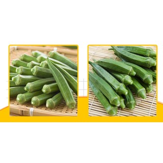 Okra Seed High Output (package 20 grams)-shallow gold