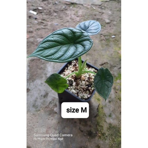 Alocasia dragon scale