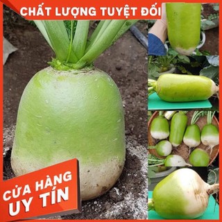 Củ cải hàn quốc siêu to khổng lồ