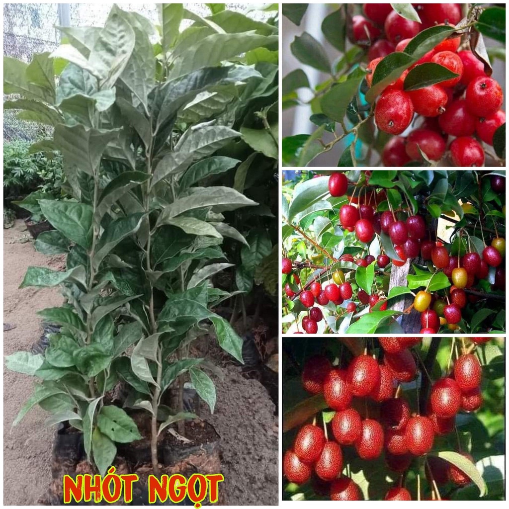 CÂY GIỐNG NHÓT. [freeship xtra shopee]
