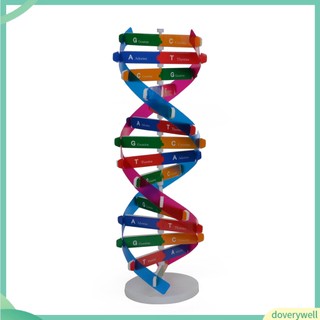 Mô hình dna đồ chơi cấu trúc helix đôi bằng abs đôi helix diy