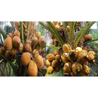 Cây giống dừa xiêm đỏ mã lai