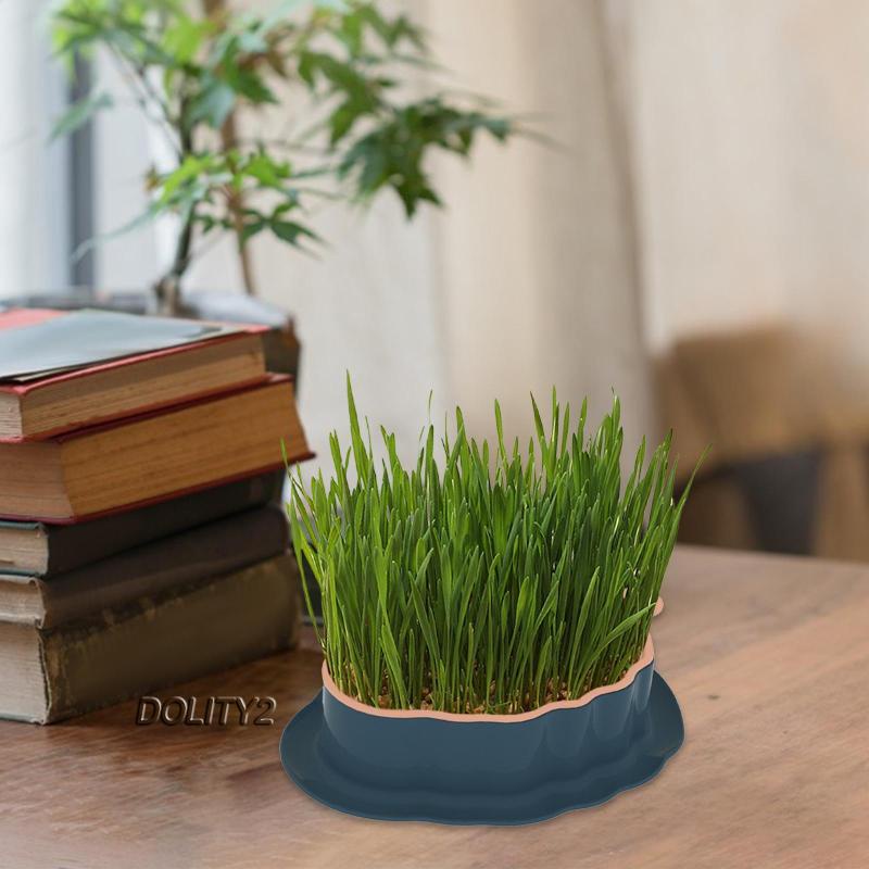 [Dolity2] Khay Cỏ Mèo Có Lỗ Thoát Nước Cho Nhà Kính Sân Vườn