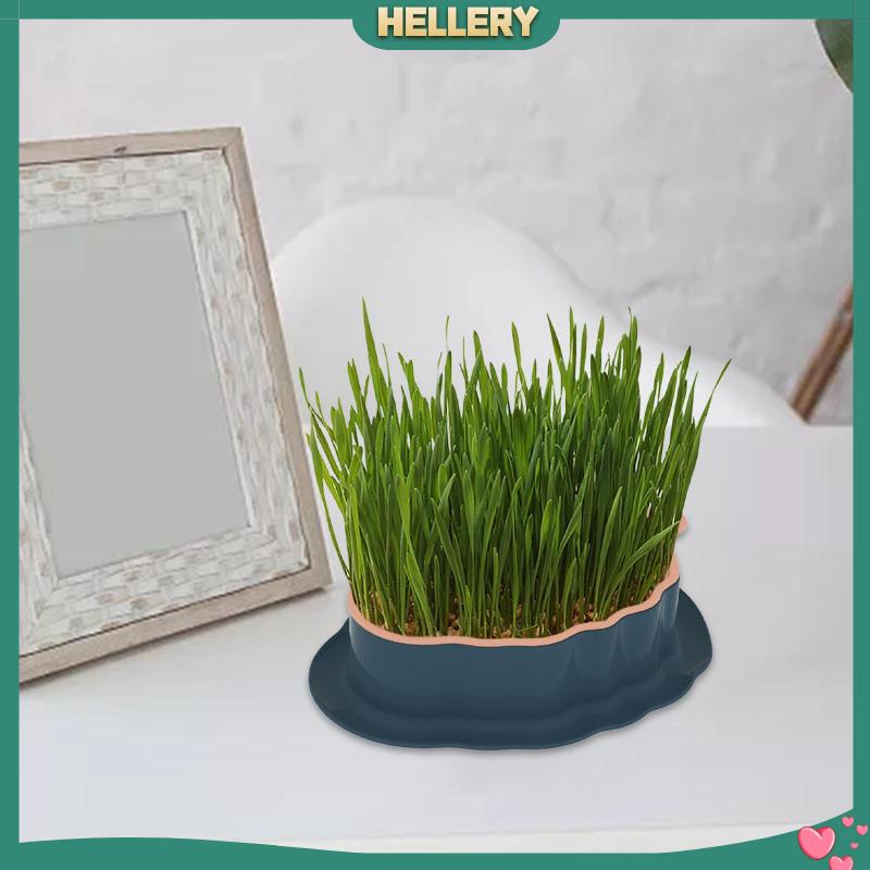 Khay Cỏ Mèo Có Lỗ Thoát Nước Tiện Dụng Cho Sân Vườn