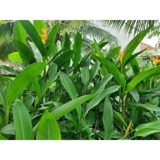 Củ hoa thiên điều sỉ 5k(set 5 củ)