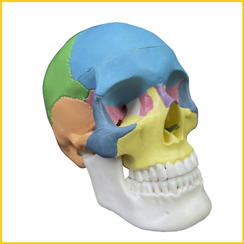 Mô Hình Đầu Lâu Giải Phẫu Học Cơ Thể Tháo Rời Được Có Thể Tháo Rời