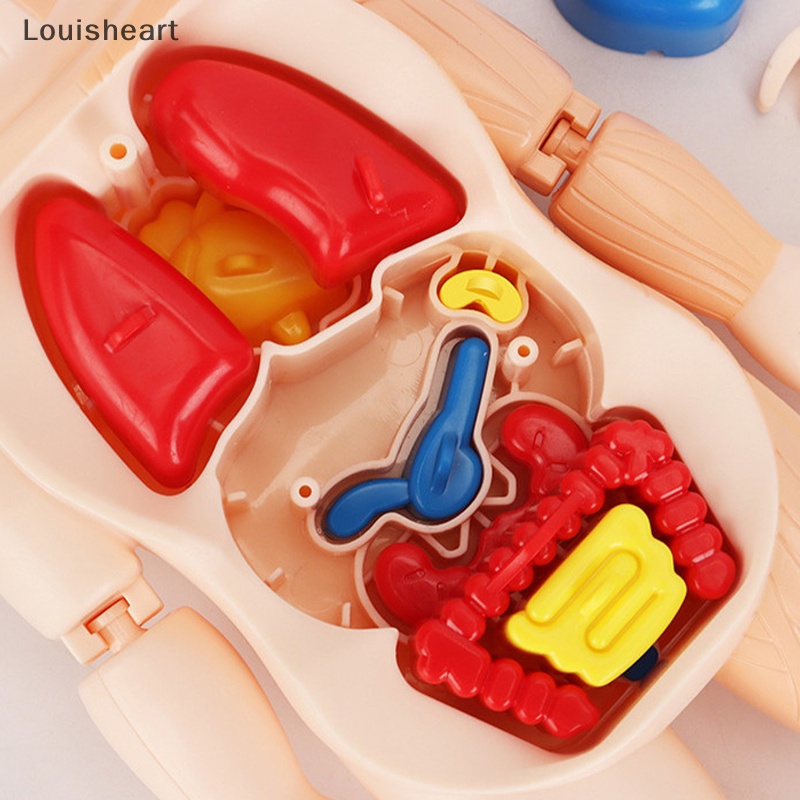 Mô Hình Lắp Ráp Cơ Thể Người 3D Louisheart Cho Bé