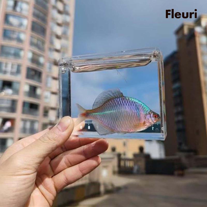 Hộp Ấp Trứng Cá [Fleurir] [Fleurir] [Fleurir] [Hộp Đựng Ảnh Câu Cá