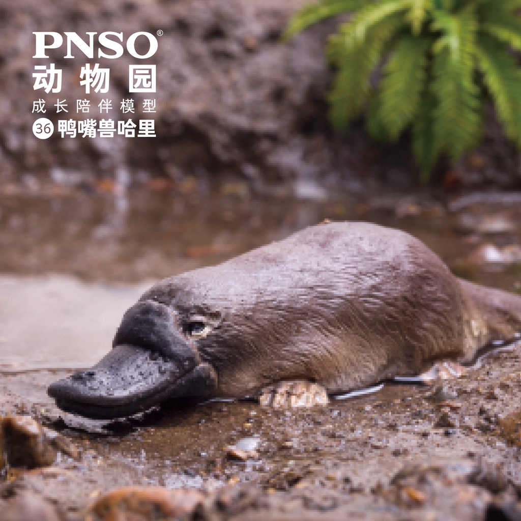 Đồ chơi trẻ em Vườn thú PNSO 036 Tăng trưởng Đi kèm Platypus Harry HD