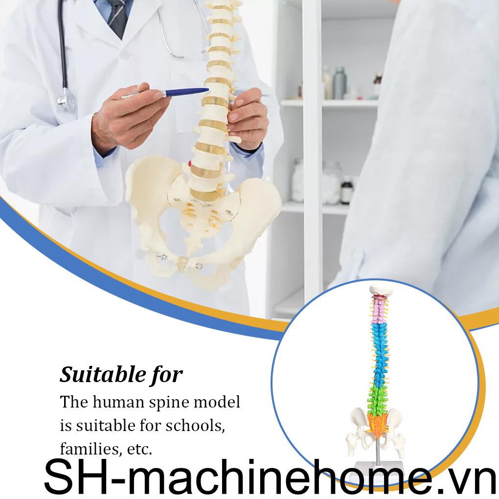 Mô Hình Cột Sống Cột Sống Linh Hoạt Có Thể Tháo Rời Hỗ Trợ Giáo Dục Sớm Cho Học