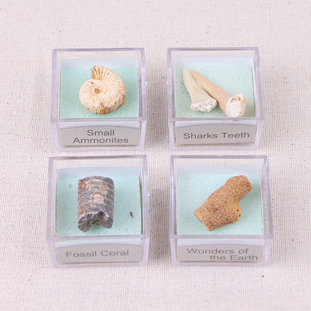 Đá Hóa Thạch Cá Mập Ammonite