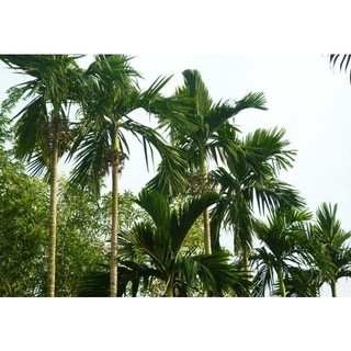 Cây giống cau ta, cau cao, cau ăn trầu