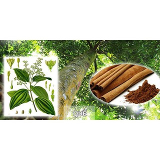 [Nhu_Mai_Garden]CÂY QUẾ GIỐNG