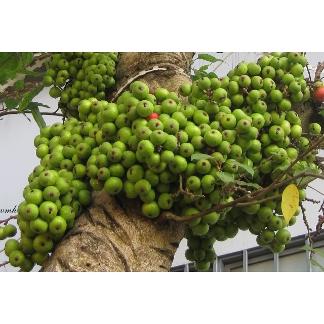 CHẬU SUNG THẾ , GIỐNG SUNG NẾP SIÊU QUẢ- MANG ĐẾN SỰ SUNG TÚC, ĐẦM ẤM, ĐỦ ĐẦY CHO GIA CHỦ