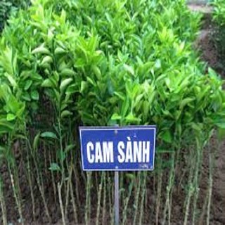 Cây giống CAM SÀNH Miền Bắc