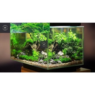 Bể cá mini đầy đủ phụ kiện trang trí 40x30x30 . Led máng, lọc thác. Bảo hành bể vỡ