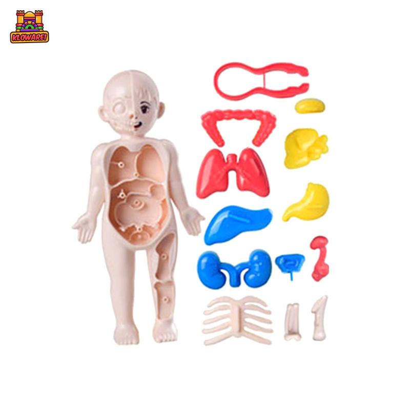 Predolo 1 Bộ Đồ Chơi Giáo Dục Cơ Thể Người Dành Cho Trẻ Mẫu Giáo