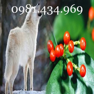 Cây sói rừng khô 01kg chất lượng cao câp