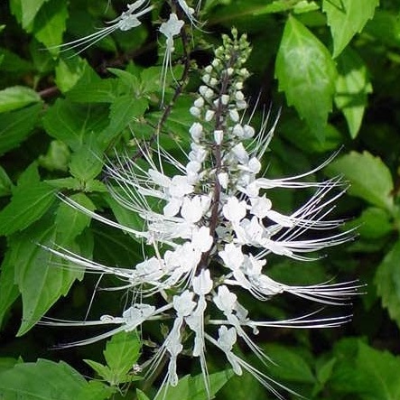 Cây Giống Râu Mèo Ảnh Thật  Mam Xinh Garden