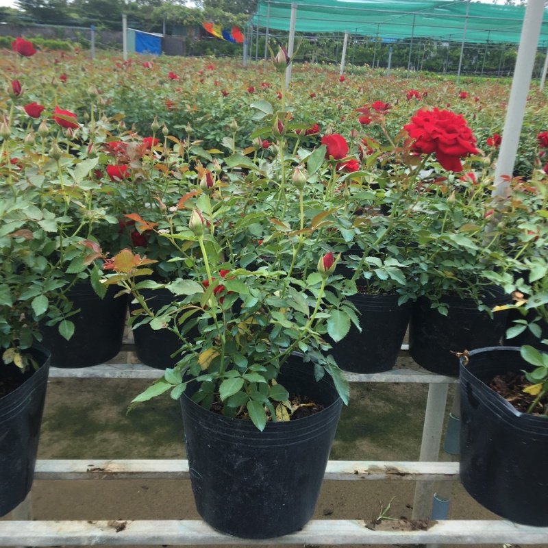 Hoa hồng siêu bông cây trồng bầu C8 cao khoảng 30 cm tượng trưng cho tình yêu vĩnh hằng, mối tình cảm cao quý và sâu đậm
