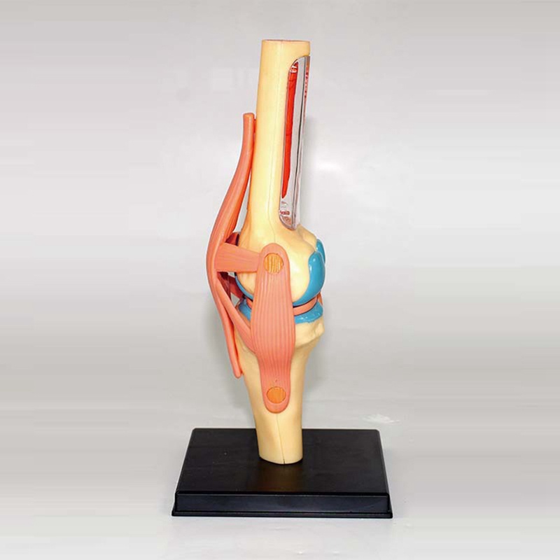 Mô Hình Cơ Thể Người torso Dùng Dạy Học