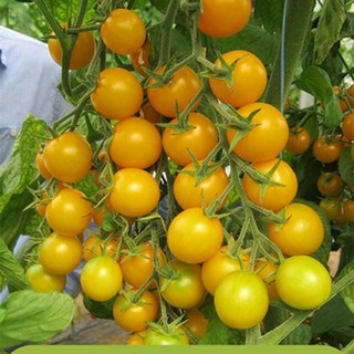 Hạt Giống Cà Chua Cherry Đỏ - Vàng 20 Hạt
