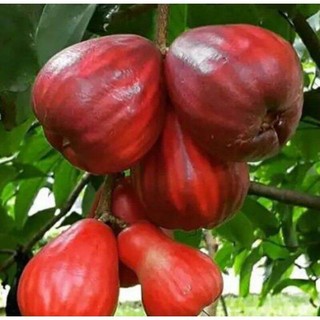 CÂY MẬN THÁI siêu ngọt (siêu sớm) (cây giống chi lăng 47)