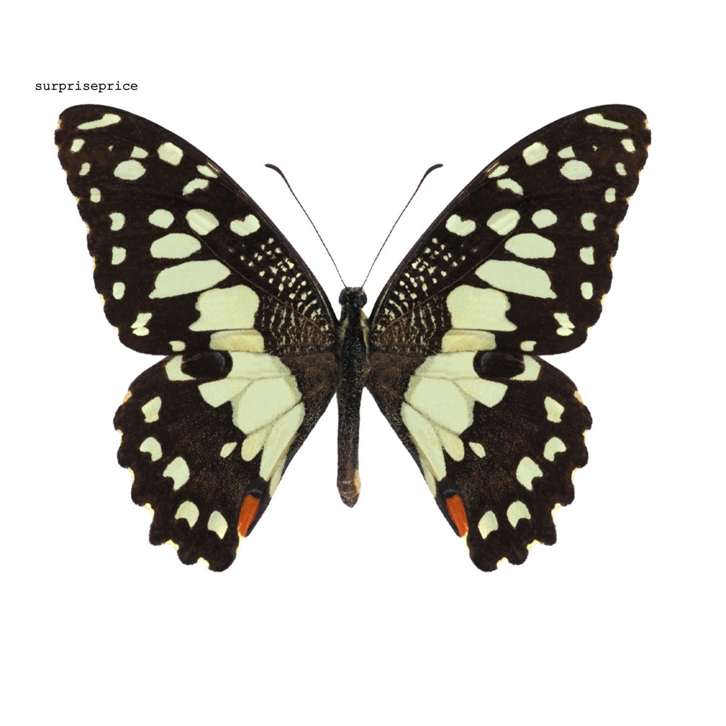 Sticker Dán Tường Họa Tiết Bướm 3D Nhiều Màu Sắc Bắt Mắt Sành Điệu