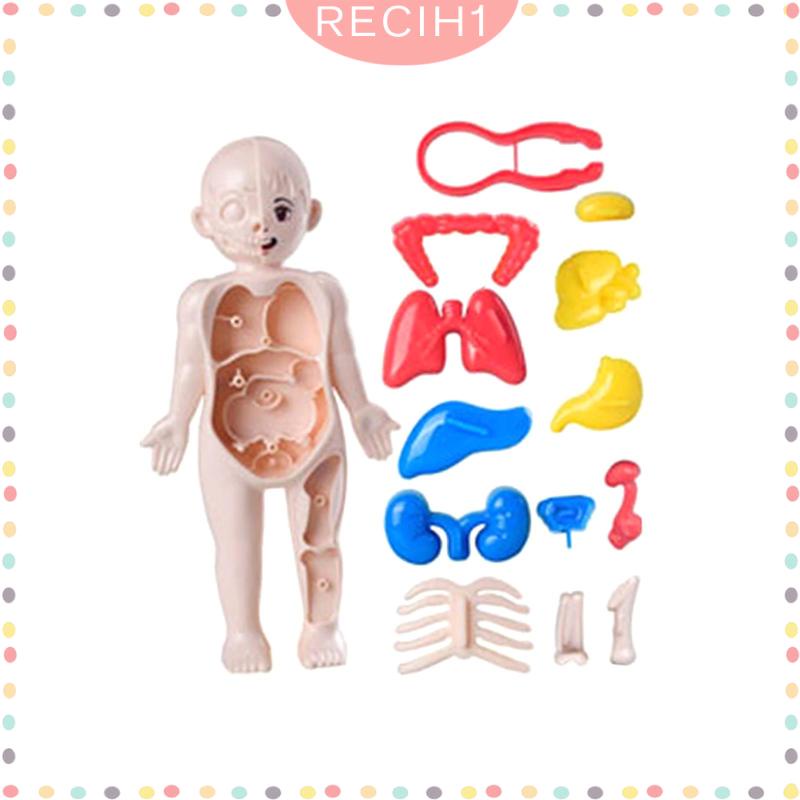 Bộ Đồ Chơi Lắp Ráp Mô Hình Cơ Thể Người Giáo Dục Sớm Cho Bé