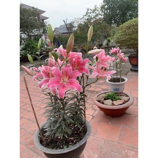 Củ ly kép, ly cao thơm Hà Lan (tặng kèm phân)