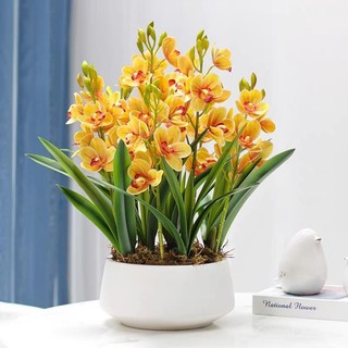 Củ giống hoa lan thanh Nga(1củ)