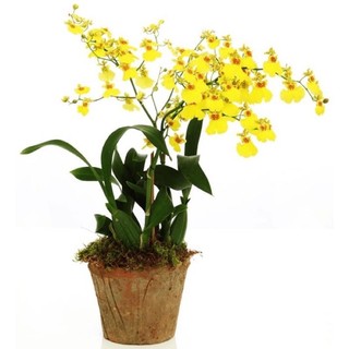 Hoa phong lan vũ nữ hoa chuẩn Tết