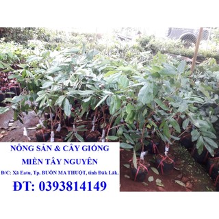 Cây giống nhãn long phụng châu. )