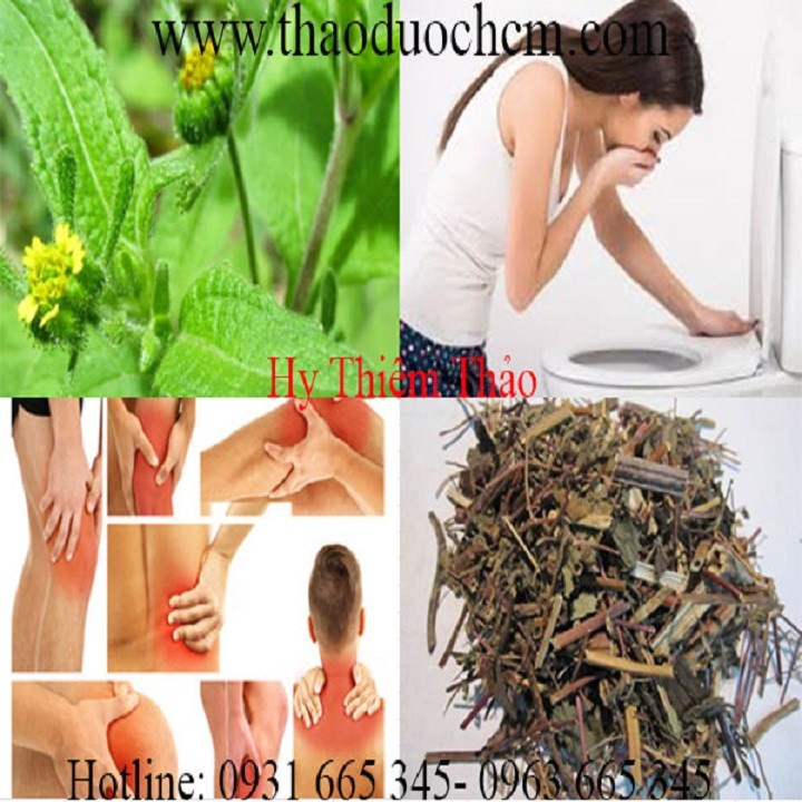 Hy thiêm thảo khô 1kg