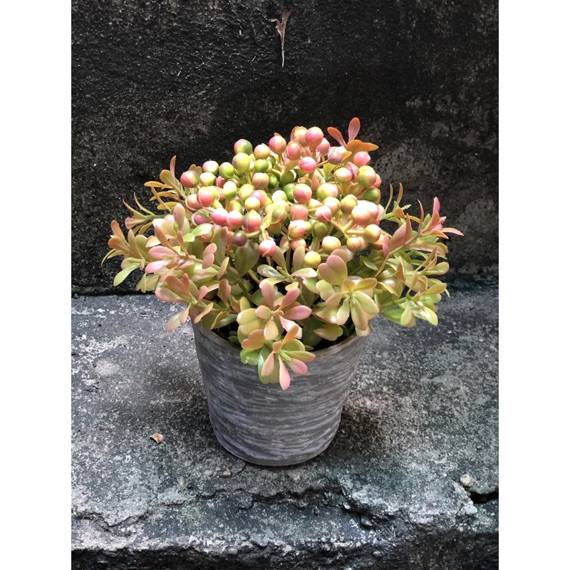 Chậu cây giả-cúc hoạ mi để bàn siêu xinh