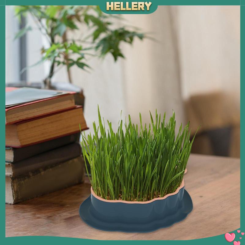 Khay Cỏ Mèo Có Lỗ Thoát Nước Tiện Dụng Cho Sân Vườn