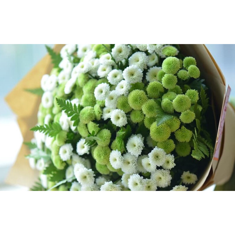 Cúc calimero đủ màu- cây giống lên bầu đảm bảo