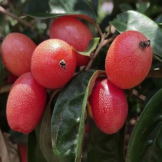 Cây giống nhót ngọt siêu quả
